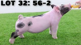 The Showpig Lineup: Episode 79 - Mar. 26th Sales