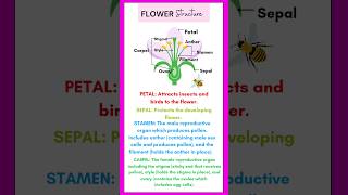 Structure of Flower Class 10|Structure of flower class 10 diagram|#shorts #structureofflower