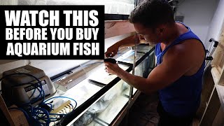 New aquarium fish - How I prepare my fish tanks
