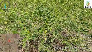 Pigeonpea Red Gram Phytophthora Blight तूर फायटोप्थोरा मर रोग