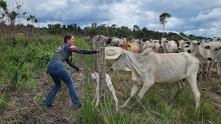 VACA BRAVA PARTIU PARA CIMA DE MIM