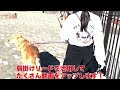 【ピケのオリジナルリードとハーネス完成！】お散歩youtube撮影で大活躍の予感