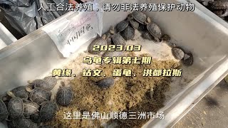 黄缘、钻文龟、白唇、洪都拉斯、大鳄龟这些宠物龟都能在佛山找到