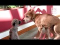 Cheetah Cub Kris and Puppy Remus Explore New Play Area - Cincinnati Zoo