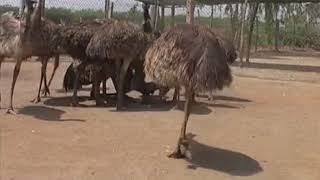 Emu Breeding and Hatching ..