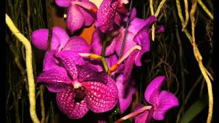 Orchideen Blumen Wyss Januar 2013