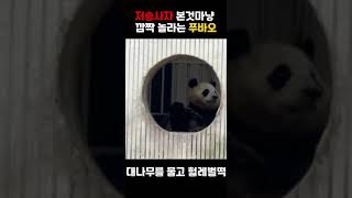 저승사자라도 본 것마냥 깜짝 놀라는 푸바오 😳👻🐼