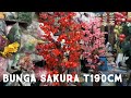 Membuat pohon bunga sakura besar / cara merangkai bunga sakura / membuat bunga sakura imitasi