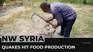 Northwestern Syria: February 6 earthquakes hit food production