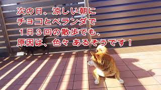 柴犬クリ（Shiba Inu Kuri )玄関に降りてきて、どうしたの？