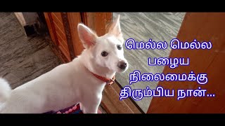 பழைய நிலைக்கு மாறிய நான் || doglover || petlover