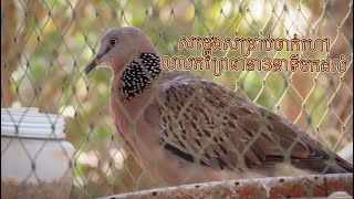 🔥 សម្លេងលលកហៅទាញព្រៃលឿន [ Dove Sound 3 minutes ] សម្លេងលលក2024