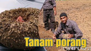 Tanam porang bersama | budidaya tanaman porang #shorts #tanam_porang #porang