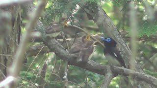 【野鳥】サンコウチョウの子育て 巣離れ 2015June