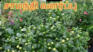 சாமந்தி செடியில் அதிக பூக்கள் பூக்க இந்த உரம் கொடுங்க / Chrysanthemum plant care tips in Tamil