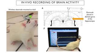 Introduction to Neuroscience 2: Lecture 19: More on Neural Control of Memory