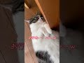 猫動画日向ぼっこ中のねこ　 shorts ショート cat