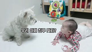 모든지 참견할거다! 난 마요언니다! | 화이트테리어 마요 West Highland White Terrier