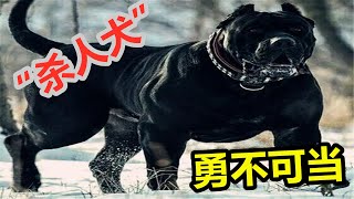 斗犬中霸主战斗力可抗衡比特犬，“杀人犬”加纳利勇不可当