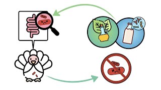 Probiotics and Phytobiotics against Salmonella in Turkey Production and Processing