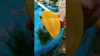 বাড়ির বাগান থেকে গাছ পাকা কাটিমন আম তুলে খেলাম।#mango #harvesting #shorts #youtube #viral