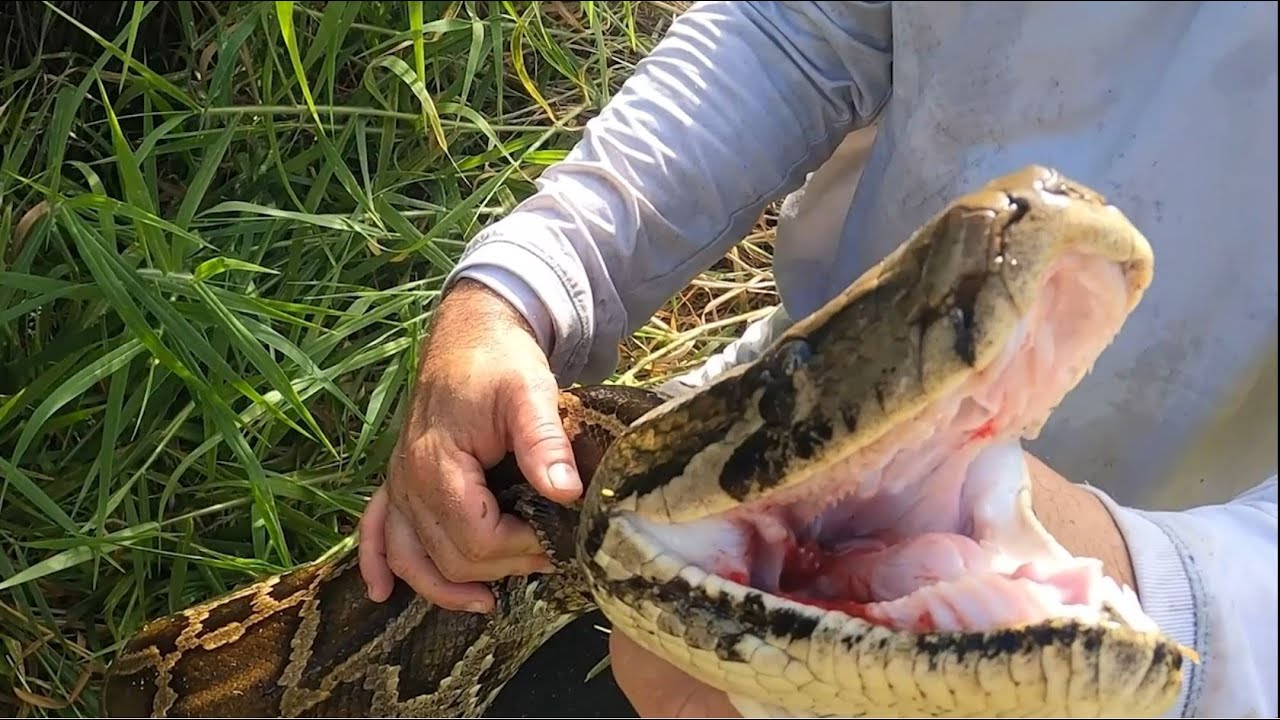 Florida Biologists Discuss Capture Of Largest Python On State Record ...