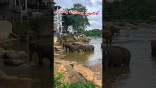 ඒ ආදරේට ඇස්වහක්නම් වදින්න එපා❤️💕🥰Romantic Elephants #elephant #animals #wildlife