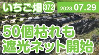 いちご畑【372】ポット苗が50個枯れたけれど　遮光ネットをかぶせ始めました