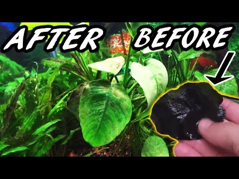 How to get rid of BLACK ALGAE FAST! How to get rid of BLACK ALGAE FAST!