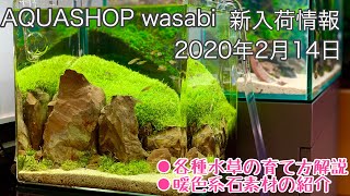 ２０２０年２月１４日 AQUASHOP wasabi新入荷情報　各種水草の育て方解説と、水草水槽での石の使い方ワンポイントアドバイス。アクアリウムノウハウ