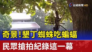 奇景！墾丁蜘蛛吃蝙蝠 民眾搶拍紀錄這一幕