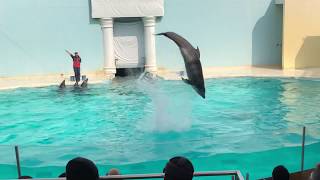 【完全版】須磨水族館 のイルカのパフォーマンスショー　Dolphin Show at Suma Aqualife Park (Full)