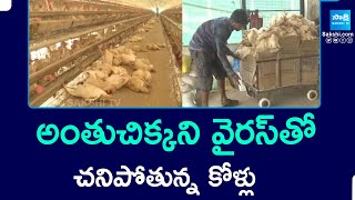 Mysterious Virus Effect on Poultry Farm in West Godavari District, Chicken Dying |@SakshiTV