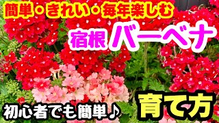 ■『バーベナ』の育て方🌱初心者でも簡単・きれい・よく育つ❣️