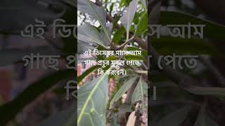 এই ডিসেম্বর মাসে আম গাছে প্রচুর মুকুল পেতে কি করবেন।