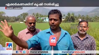 ധോണിയില്‍ വീണ്ടും കാട്ടാന ഇറങ്ങി; വൻ കൃഷിനാശം | Dhoni | Elephant