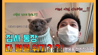 (Eng sub)집사의 통장이 다 털릴 위기에처했습니다/The cat's butler's account balance is on the verge of being exhausted