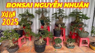 MR NGUYỄN NHUẬN | #0794382486 | BONSAI ĐẸP GIÁ MỀM MỪNG XUÂN 2025. MR NGUYỄN NHUẬN XIN MỜI !!