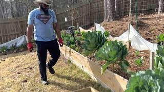 I'm Still Harvesting off my 2 Year Old collard greens 🥬