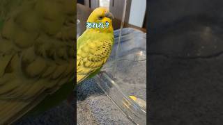 気分じゃないセキセイインコ#budgerigar #インコ #水浴び