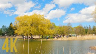 Crowded Spring Day at Parc Jarry | Montreal Park | Parc-Extension Borough | Nature Scenery | 4K