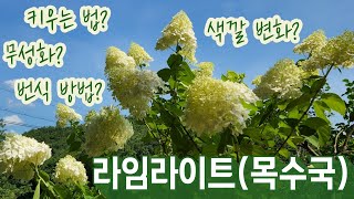 라임라이트(목수국) 신비의 세계로 초대합니다 | 키울 때 유의사항 | 번식방법 | 라임라이트 삽목둥이 | 정원가꾸기