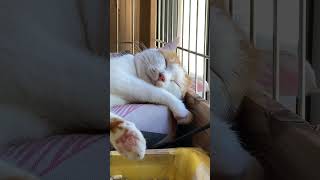 しあわせなお昼寝 #猫のいる暮らし #散歩する猫