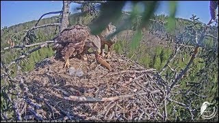 Jūras ērglis 1~Raimis brings a nice fish~17h01m 2018/05/05