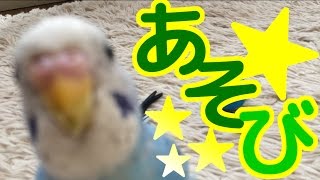 なにしてるの？セキセイインコ・うめ　Budgerigar　Parakeet