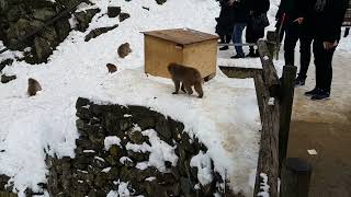 2018/2/11地獄谷野猿公苑~雪猴