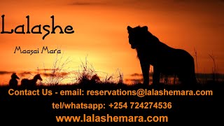 Lalashe Maasai Mara: The Wildlife