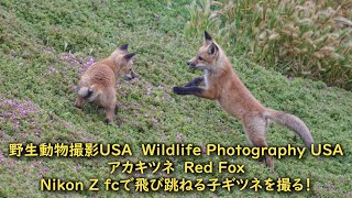 ロサンゼルスで野生動物撮影 Nikon Z fcで飛び跳ねる子ぎつねを撮る！Wildlife Photography USA #nikon#zfc#redfox #キツネ#4k#556pf#野生動物