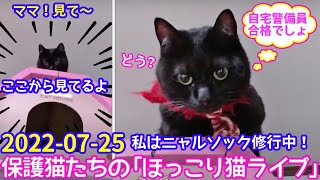 2022ｰ07−25 保護猫たちの「ほっこり猫ライブ」ハッチ＆マック＋黒猫めめ Cat live Stream in Japan -Cat Life TV