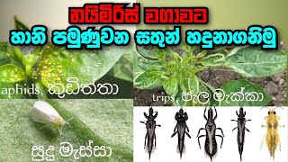 නයිමිරිස් වගාවට හානි පමුණුවන සතුන් හදුනා ගනිමු  | naimiris wagawa | Insect hazards | Agri school